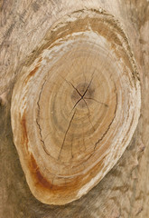 Wood texture of cutted tree trunk