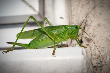 Great Green Bush Cricket