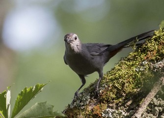 Gray Catbird in Forest