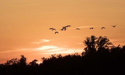 Fototapeta na wymiar Flying Canadian Geese Team at Sunset