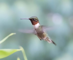 Male Ruby-Throated Hummingbird in Flight
