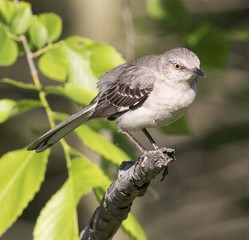 Northern Mockingbird Perched on Twig