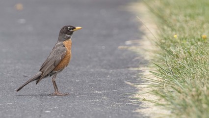 Poised American Robin