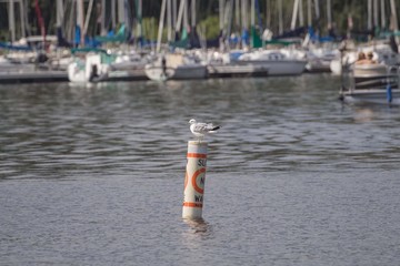 Seagull on a Buoy
