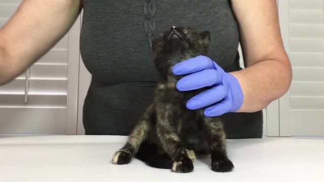 4K HD video of one tortie tabby kitten with mild eye infection, veterinary technician cleaning eyes wearing light blue latex gloves then applying antibiotic ointment using qtips