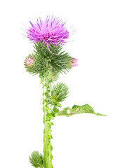 Welted thistle (Carduus crispus) isolated on white background. Medicinal plant