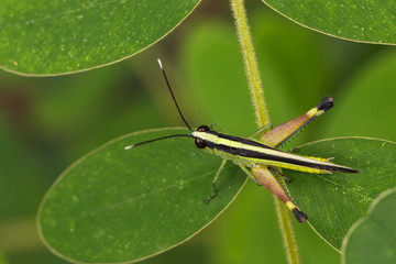 Image of sugarcane white-tipped locust grasshopper (Ceracris fasciata) on green leaves. Insect Animal. Caelifera., Acrididae