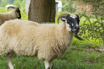 Ram on Farm