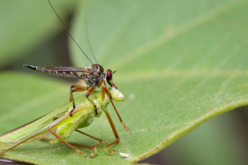 Image of an robber fly(Asilidae) eating grasshopper on green leaves. Reptile Animal