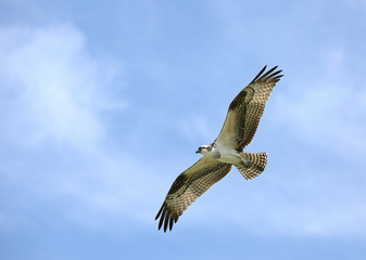 Osprey with wings spread wide glides directly overhead