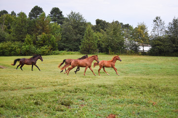 Naklejka na ściany i meble Small herd of horses running in a pasture