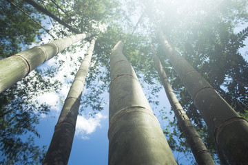 Bamboo to build a house