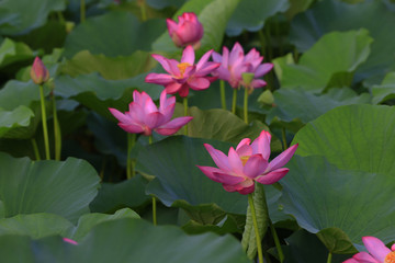 lotus