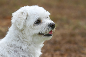 Maltese