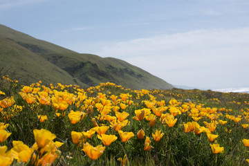 Wildflowers