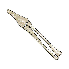 leg bones tibia and fibula anatomy human