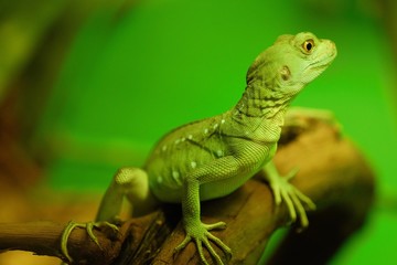 Beautiful wild green lizard on the tree 