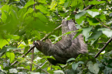 Naklejka premium Sloth