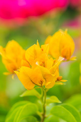 close-up Orange bougainvillea flower background