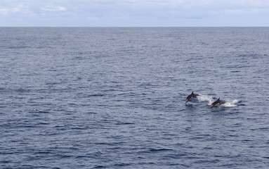 Fototapeta premium Dolphin, Cocos Island, Costa Rica