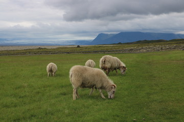 Icelandic Sheep Grazing