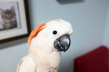 cockatoo