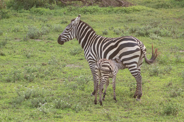 Fototapeta na wymiar Great Migration of Serengeti