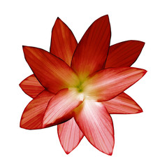 Red flower.  White isolated background with clipping path.   Closeup.  no shadows.  For design.  Nature.