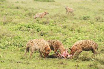Naklejka na ściany i meble Hyenas in Serengeti