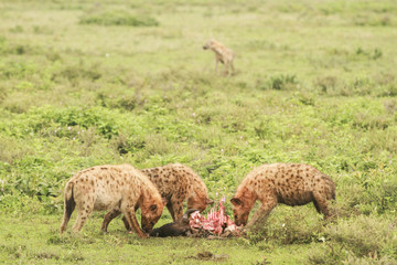Naklejka na ściany i meble Hyenas in Serengeti