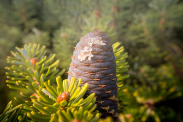 Coniferous tree branch