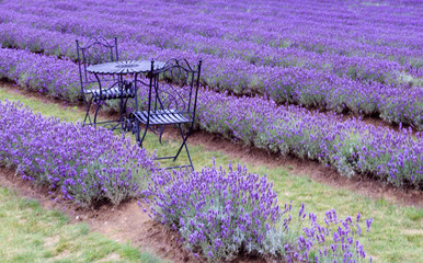 Table Setting in Lavender Field