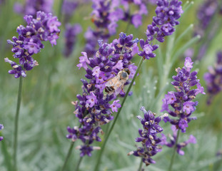 Obraz premium Bee in Lavender Field