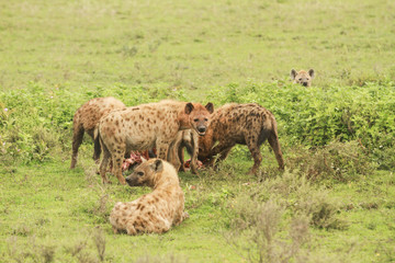 Naklejka na ściany i meble Hyenas in Serengeti