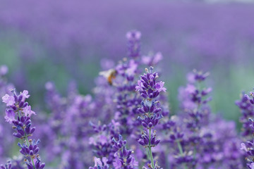 Lavender Field