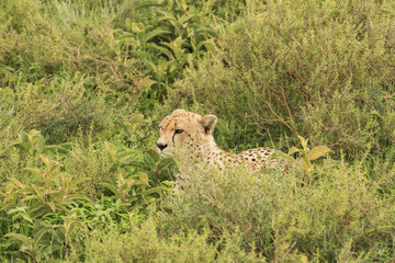 Cheetahs in Serengeti