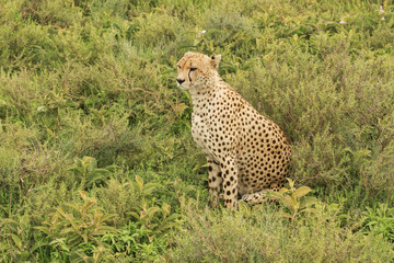 Cheetahs in Serengeti