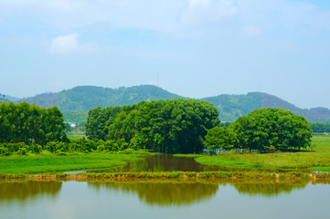 Fototapeta na wymiar Lake, lawns and trees in the wetlands of rice field