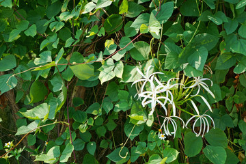 Crinum asiaticum flowers with leaves of vines