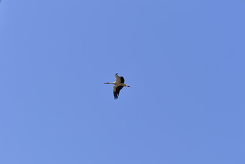Fliegender Storch