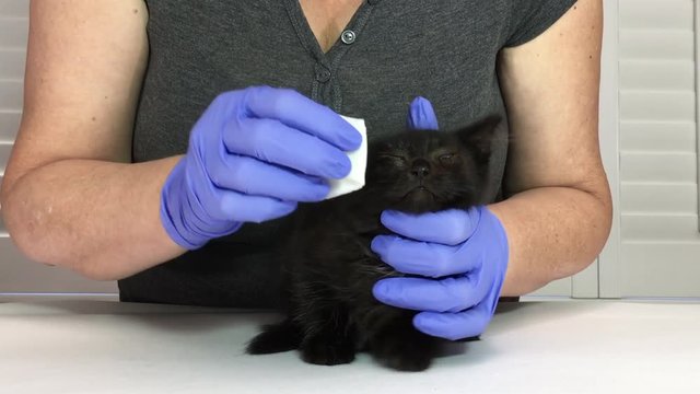 4K HD video of one black tabby kitten with moderate eye infection, veterinary technician cleaning eyes wearing light blue latex gloves then applying antibiotic ointment using qtips