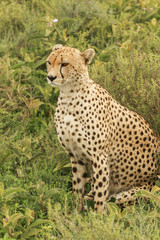 Cheetahs in Serengeti