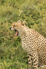 Cheetahs in Serengeti