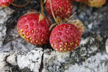 forest strawberries
