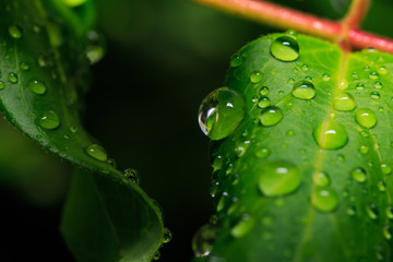 Water Drops on Leaf