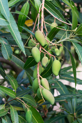 mango tree with full of fruits
