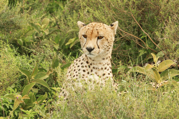 Cheetahs in Serengeti