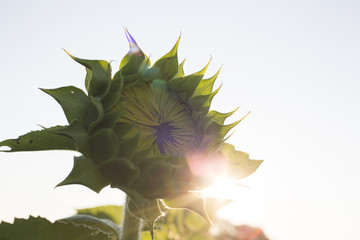 Sunflower bloom beginning to open
