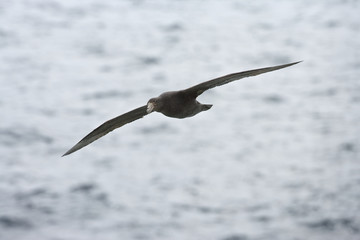 Southern giant petrel (Macronectes giganteus) in flight
