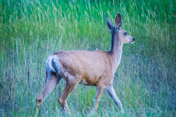 montana red deer doe grazing in field